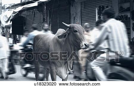 Cow standing in a market, Pushkar, Rajasthan, India View Large Photo Image Stock Image - Cow standing in a market, Pushkar, Rajasthan, India. Fotosearch