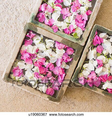 High angle view of flower petals in vases View Large Photo Image Stock Photo - High angle view of flower petals in vases. Fotosearch