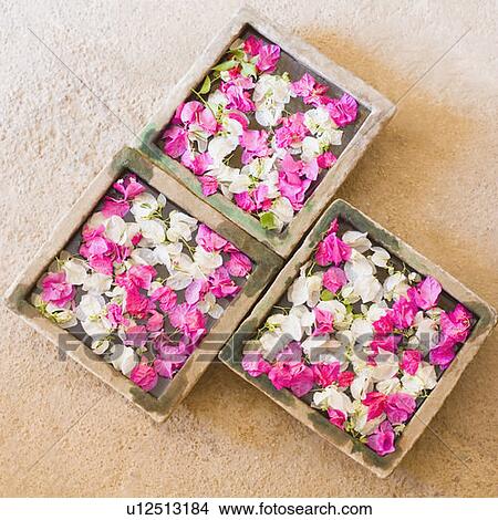Picture - High angle view of flowers in containers. Fotosearch