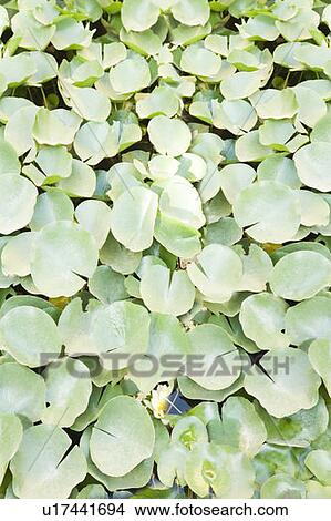 High angle view of lily pads in a pond View Large Photo Image Picture - High angle view of lily pads in a pond. Fotosearch
