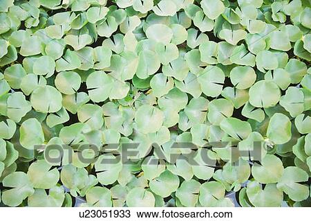 Stock Image - High angle view of lily pads in a pond. Fotosearch