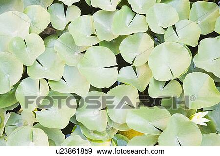 Stock Photo - High angle view of lily pads in a pond. Fotosearch