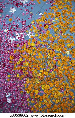 Stock Image - High angle view of rose petals floating on water. Fotosearch