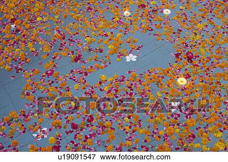 Stock Photo - High angle view of rose petals floating on water. Fotosearch