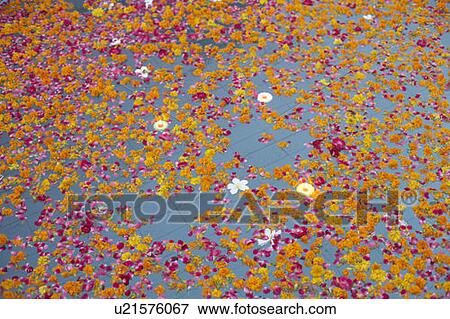 Stock Photo - High angle view of rose petals floating on water. Fotosearch