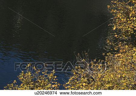 High angle view of trees overlooking a lake View Large Photo Image Picture - High angle view of trees overlooking a lake. Fotosearch