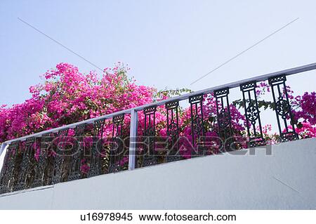 Stock Photography - Low angle view of bougainvillea flowers over a railing. Fotosearch