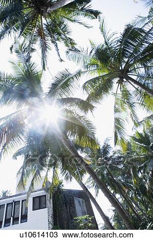 Low angle view of sunbeam radiating through palm trees View Large Photo Image Stock Image - Low angle view of sunbeam radiating through palm trees. Fotosearch