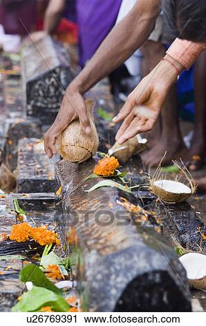 Stock Image - Person's hand breaking a coconut in a temple, Tirupati, Andhra Pradesh, India. Fotosearch