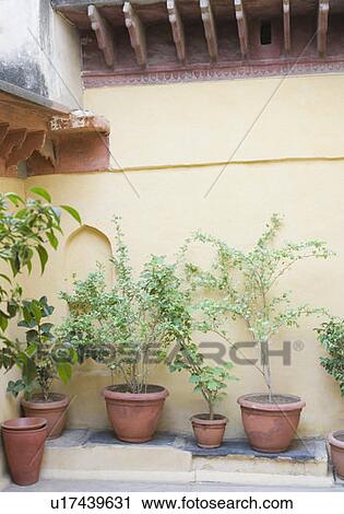 Stock Image - Potted plants in front of a wall. Fotosearch