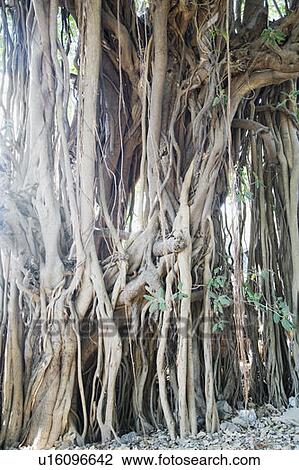 Roots of a Banyan tree View Large Photo Image Stock Image - Roots of a Banyan tree. Fotosearch