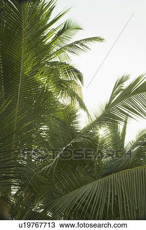 Stock Image - Sun shining through leaves. Fotosearch
