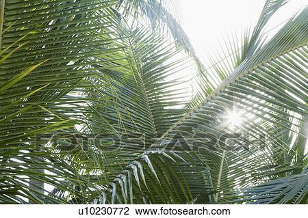 Stock Image - Sun shining through palm leaves. Fotosearch