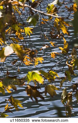 Stock Photography - Tree branches overlooking a lake. Fotosearch