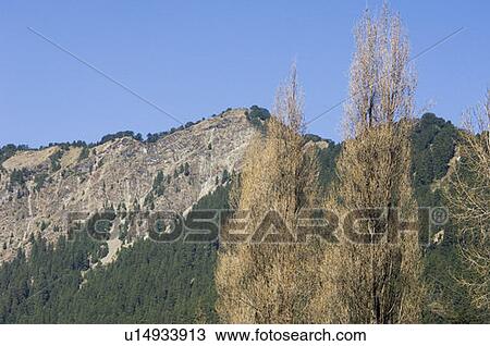 Stock Image - Trees on a mountain. Fotosearch