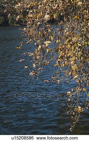 Stock Photograph - Trees overlooking a lake. Fotosearch