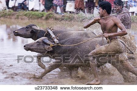 Stock Photo - Two buffaloes running in a buffalo race, Kerala, India. Fotosearch