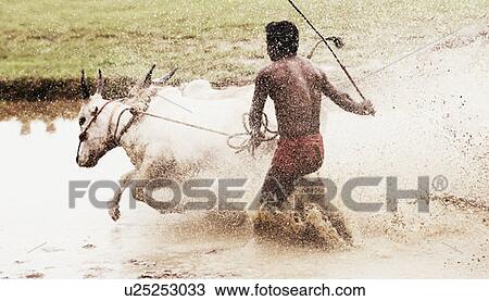 Two ox running in an oxen race, Kerala, India View Large Photo Image Stock Image - Two ox running in an oxen race, Kerala, India. Fotosearch