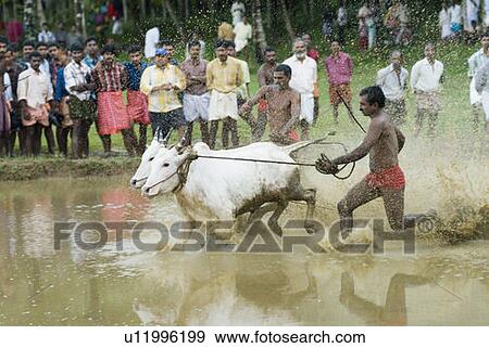 Two ox running in an oxen race, Kerala, India View Large Photo Image Stock Photo - Two ox running in an oxen race, Kerala, India. Fotosearch