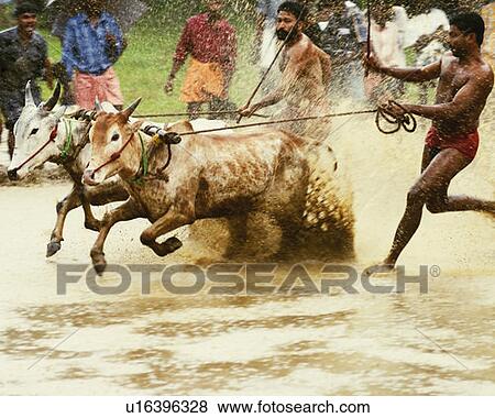 Two ox running in an oxen race, Kerala, India View Large Photo Image Stock Photo - Two ox running in an oxen race, Kerala, India. Fotosearch