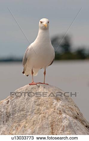 Seagull standing on a rock View Large Photo Image Stock Image - Seagull standing on a rock. Fotosearch