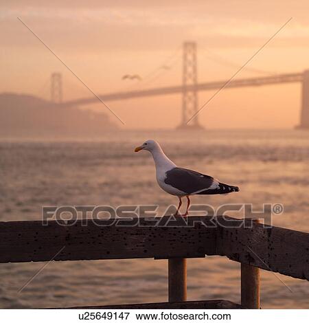 Stock Photo - Seagull with Golden Gate Bridge in background. Fotosearch