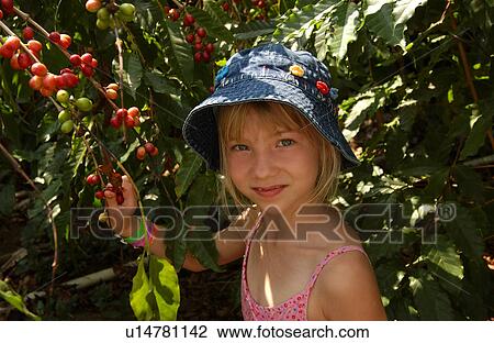 Stock Image - Kona Coffee - Big Island - Hawaii. Fotosearch
