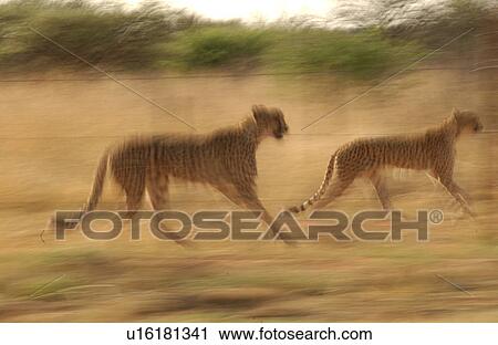 2 Cheetah View Large Photo Image Stock Image - 2 Cheetah. Fotosearch