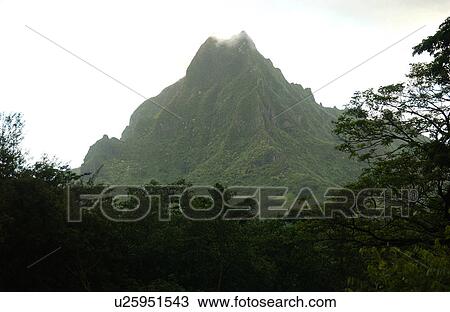 A tropical forest at the foot of a hill, Moorea, Tahiti, French Polynesia, South Pacific View Large Photo Image Stock Image - A tropical forest at the foot of a hill, Moorea, Tahiti, French Polynesia, South Pacific. Fotosearch