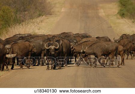 Stock Image - African Buffalo. Fotosearch