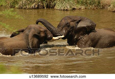 African Elephant View Large Photo Image Stock Image - African Elephant. Fotosearch