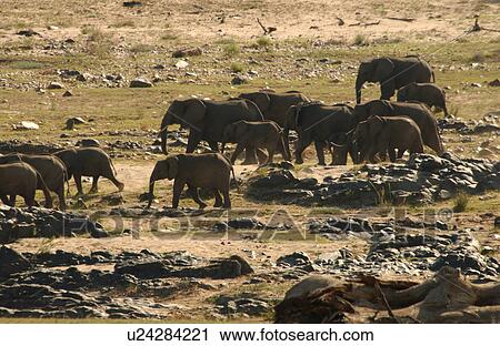 Stock Image - African Elephant. Fotosearch