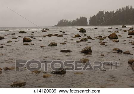 Beach on a cloudy day, Florencia Bay, Vancouver Island, Canada View Large Photo Image Stock Photo - Beach on a cloudy day, Florencia Bay, Vancouver Island, Canada. Fotosearch