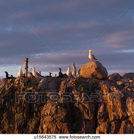 Stock Photography - Birds perched on rocks at Lake of the woods, Ontario, Canada. Fotosearch