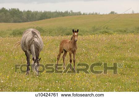 Stock Image - Colt with mother grazing in pasture. Fotosearch