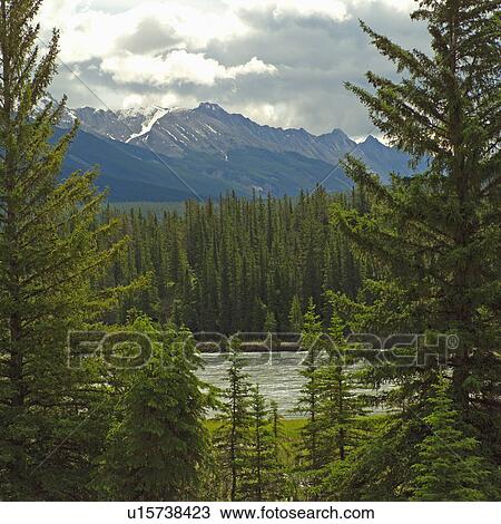 Stock Image - Girl walking down hiking path in forest, Mt. Robson Provincial Park, Canada. Fotosearch