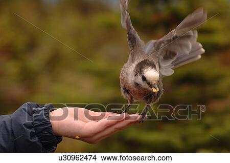 Hand extended with bird flying off View Large Photo Image Picture - Hand extended with bird flying off. Fotosearch