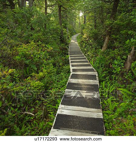 Stock Image - Hiking path in forest, Pacific Rim Park, Vancouver Island, Canada. Fotosearch
