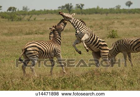Stock Photo - Kruger National Park, South Africa - Zebra. Fotosearch