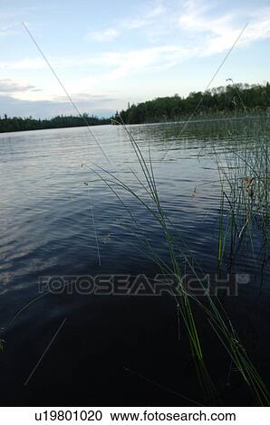 Lake of the Woods at twilight View Large Photo Image Stock Image - Lake of the Woods at twilight. Fotosearch