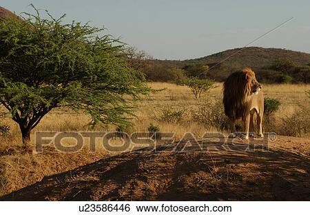 Stock Photograph - Lions. Fotosearch