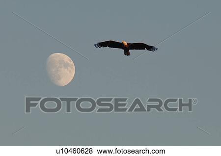 Stock Photo - Moon and bird in the sky. Fotosearch