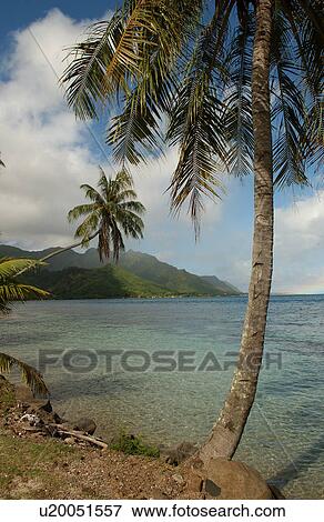 Palm trees on a beach, Moorea, Tahiti, French Polynesia, South Pacific View Large Photo Image Stock Photo - Palm trees on a beach, Moorea, Tahiti, French Polynesia, South Pacific. Fotosearch