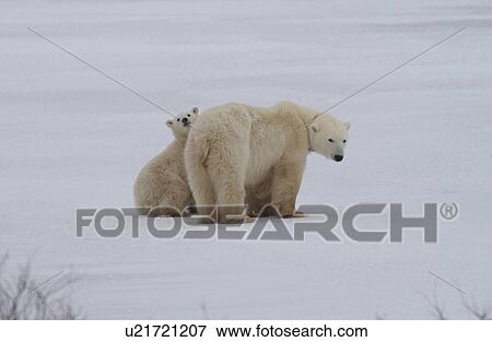 Stock Photo - Polar Bears - Churchill Manitoba. Fotosearch