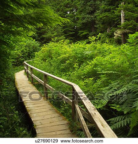 Stock Photo - Rain Forest Trail, Pacific Rim National Park, Vancouver Island, Canada. Fotosearch