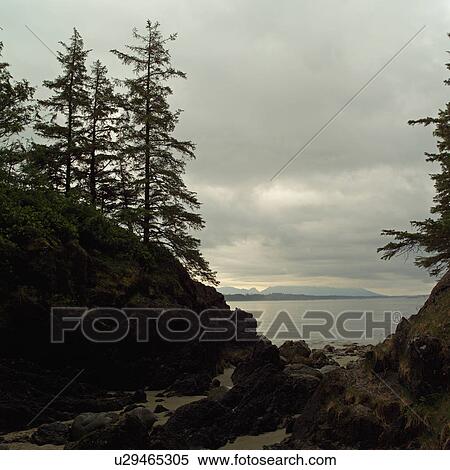 Sunrise Seascape View of Pacific Ocean, Pacific Rim Park, Vancouver Island, Canada View Large Photo Image Stock Photography - Sunrise Seascape View of Pacific Ocean, Pacific Rim Park, Vancouver Island, Canada. Fotosearch