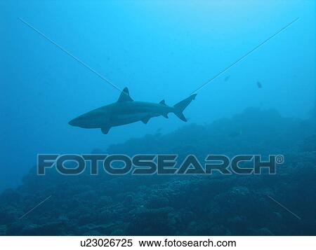 Stock Photography - Underwater view of a reef shark, Moorea, Tahiti, French Polynesia, South Pacific. Fotosearch