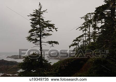 Stock Photography - View along Wild Pacific Trail, Pacific Rim National Park, Vancouver Island, Canada. Fotosearch