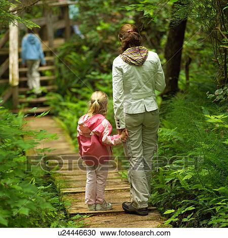 Rain Forest Trail View Large Photo Image Stock Image - Rain Forest Trail. Fotosearch