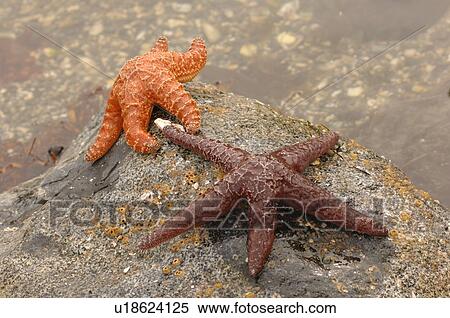 Stock Photography - Starfish on side of a rock. Fotosearch